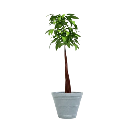 Jardineras urbanas