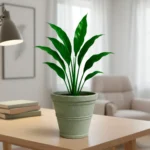 MACETA CLÁSICA CÓNICA TIUM CC43