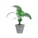 MACETA CLÁSICA CÓNICA TIUM CC43