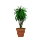 Maceta clásica cónica TIUM CS52