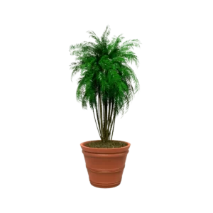 Maceta clásica cónica TIUM CS52