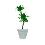 Maceta clásica cónica TIUM CC61