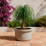 MACETA CLÁSICA PLANA 28