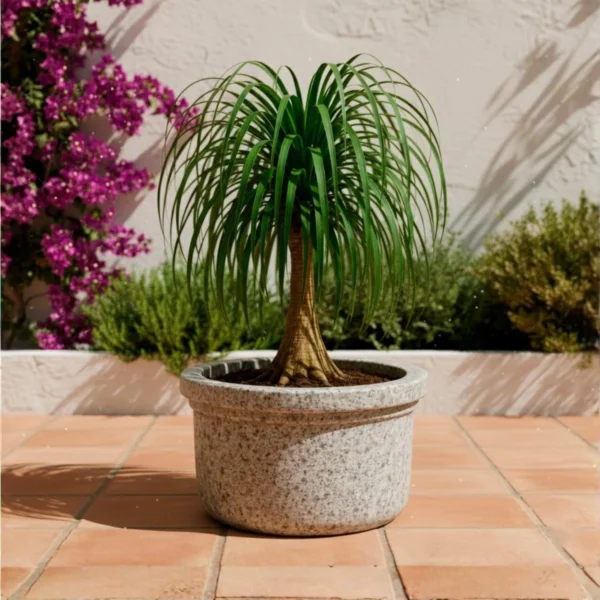 MACETA CLÁSICA PLANA 28