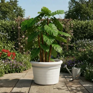 MACETA CLÁSICA PLANA 55