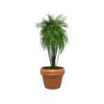 Maceta clásica Romana TIUM-CR31