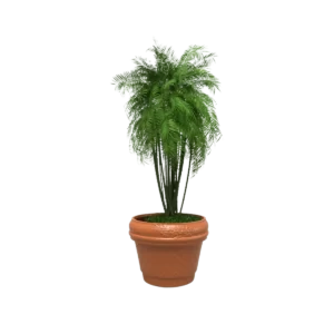 Maceta clásica Romana TIUM-CR31