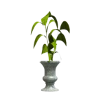 Maceta Clásica de Urna