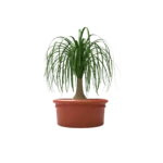 Maceta clásica plana 28