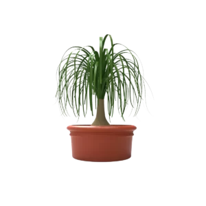 Maceta clásica plana 28