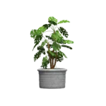 Maceta clásica plana 55