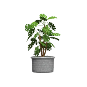 Maceta clásica plana 55