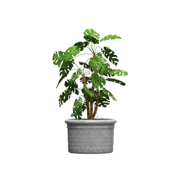 Maceta clásica plana 55